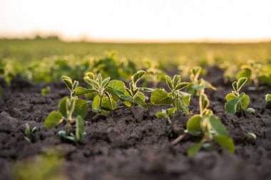 Taze soya filizleri gün doğumunda ekili tarlalarda yetişir. Bereketli topraklardaki genç yeşil bitkiler tarım, büyüme ve yeni mevsimi sembolize ediyor.