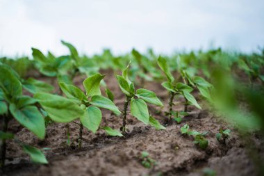 Genç ayçiçeği filizlerinin düşük açılı çekimi tarım arazilerinde eşit olarak büyüyor. Tarımsal bahar mevsimi organik ürün gelişimini gösteriyor.