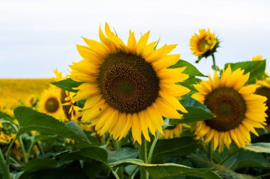 Parlak sarı ayçiçeği grubu güneşli havada sakin mavi gökyüzü ile yeşil alanda çiçek açıyor..