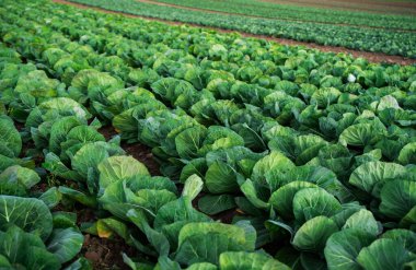 Gün ışığında kahverengi toprak tarlaları boyunca düzenli sıralar halinde büyüyen olgun lahana kafalarının yakın görüntüsü.