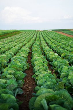 Ufuk çizgisine kadar uzanan ve verimli kahverengi topraklarda yemyeşil bitkilerin bulunduğu tarım arazisi..