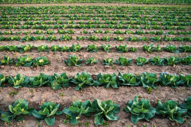 Tarlada yetişen taze lahana bitkileri organik büyüme, toprak verimliliği ve sürdürülebilir tarımı sembolize ediyor..