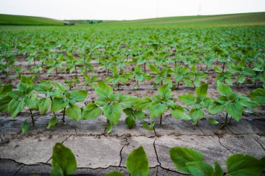 Çatlamış topraklarda yetişen genç ayçiçeği bitkileri, dayanıklılık ve tarımsal yaşamı sembolize ediyor..