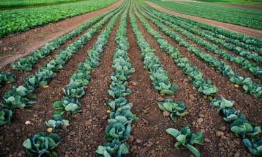 Kahverengi toprakta yetişen yeşil bitkilerle taze lahana tarlası perspektifte simetrik çizgiler oluşturuyor..