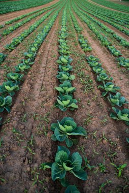 Geniş kırsal alan, sürdürülebilir tarım, organik gıda ve kırsal tarımı temsil eden lahana sebzeleriyle dolu..
