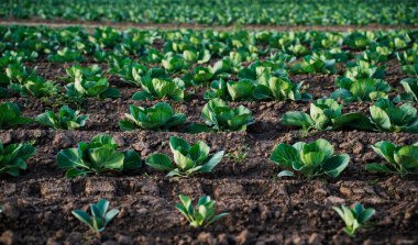 Verimli toprağı, organik tarım ve sürdürülebilir gıda üretimi kavramına sahip kırsal tarım arazilerinde taze lahana yetişiyor..