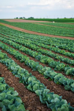 Bereketli tarım arazilerinde büyüyen taze lahanalarla tarım manzarası, organik eko tarımı ve sağlıklı gıda üretimi kavramı.
