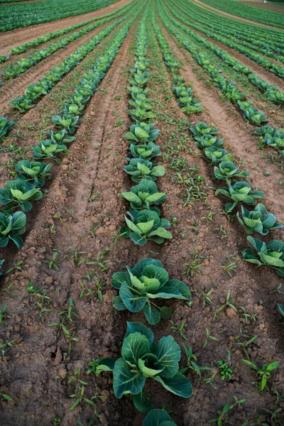 Geniş kırsal alan, sürdürülebilir tarım, organik gıda ve kırsal tarımı temsil eden lahana sebzeleriyle dolu..