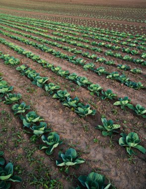 Tekrarlanan lahana bitkileri verimli tarım arazilerinde güçlü tarımsal kalıplar oluşturur. Sürdürülebilir tarım, tarım süreci, sebze yetiştirme ve kırsal gıda üretim kavramı