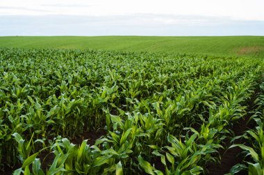 Genç mısır bitkileri gün ışığında ekili topraklarda eşit şekilde büyür. Tarım alanı ürün geliştirme, sürdürülebilir tarım, bitki büyümesi, toprak verimliliği ve gıda üretimini gösteriyor.