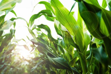 Güneş ışığı altında verimli topraklarda yetişen taze yapraklı yeşil mısır bitkilerinin yakın görüntüsü. Tarım alanı sağlıklı ürün büyümesi, tarım faaliyetleri, bitki canlılığı, sürdürülebilirlik ve gıda üretimini gösteriyor.