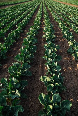 Verimli tarım arazilerinde uzun sıra büyüyen lahana bitkilerinin bakış açısı. Sürdürülebilir tarım, tarım sistemleri, sebze yetiştirme ve gıda tedariği