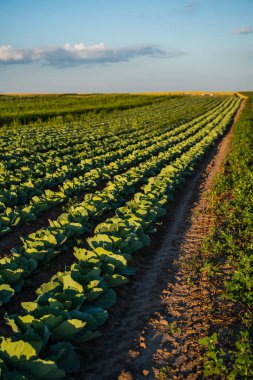 Geniş tarım arazilerinde büyüyen lahanaların alçak açılı görüntüsü ve gökyüzü açık. Kırsal tarım arazisi sebze yetiştirmeyi, ekin büyümesini ve sürdürülebilir gıda sistemlerini temsil etmektedir..