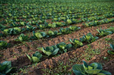 Genç lahana bitkilerinin tarım alanındaki verimli topraklarda büyüdüğünü yakından görüyoruz. Sürdürülebilir tarım, ekin ekimi, taze sebze, sağlıklı gıda ve kırsal tarım kavramı