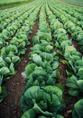 Verimli topraklarda yetişen olgun lahana bitkilerinin yakın perspektifi. Sürdürülebilir tarım, sebze ekinleri, tarım üretimi ve kırsal gıda üretimi