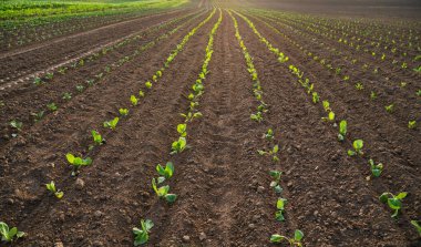 Genç lahana fidanlarının verimli topraklarda uzun düz sıralarda yetiştiği geniş tarım arazisi. Sürdürülebilir tarım, erken mahsul geliştirme, tarım uygulaması ve kırsal arazi