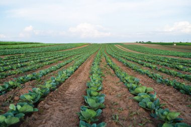 Tarımsal alanda büyüyen simetrik lahana sıralarının geniş görüşü. Sürdürülebilir tarım, ekin ekimi, taze sebzeler, kırsal tarım ve gıda üretim arazisi