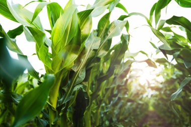 Güneş ışığı altında verimli topraklarda yetişen taze yapraklı yeşil mısır bitkilerinin yakın görüntüsü. Tarım alanı sağlıklı ürün büyümesi, tarım faaliyetleri, bitki canlılığı, sürdürülebilirlik ve gıda üretimini gösteriyor.