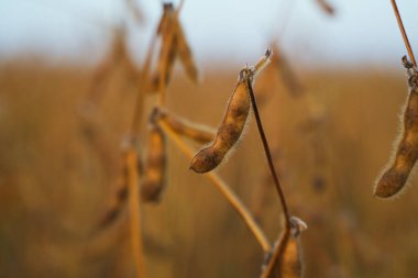 Bir tarlada sığ bir tarla derinliğinde çekilmiş tek bir soya fasulyesi kabuğu. Görüntü ürün olgunluğunu, hasat zamanını ve doğal tarım üretimini sembolize ediyor.