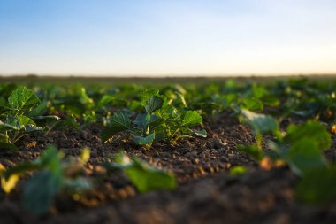 Rapeseed seedlings growing in open farmland during golden hour. Symbol of new life, plant development, eco-friendly agriculture and future harvest potential.