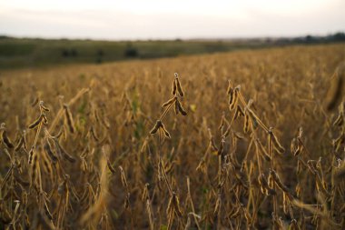 Tarım tarlalarını hasat mevsimi civarında dolduran olgun soya fasulyesi bitkileri. Resim gıda tedarik zinciri, sürdürülebilir tarım ve bitki bazlı protein üretimini temsil etmektedir..