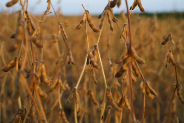 Hasat zamanı ekilmiş bir tarlada yoğun bir şekilde duran soya fasulyesi bitkileri. Görüntü büyük ölçekli tarım, mahsul yoğunluğu, gıda üretimi ve kırsal ekonomiyi gösteriyor.