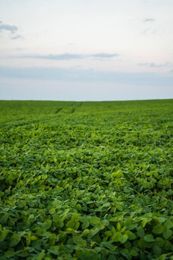 Geniş bir tarımsal alanı kaplayan yemyeşil soya bitkileri, sakin bir akşam gökyüzü altında uzak bir ufka doğru uzanan, tarım, sürdürülebilirlik ve sağlam ekin gelişimi tasvir eden