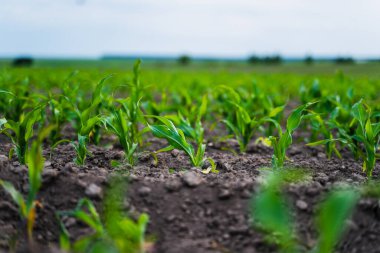 Genç yeşil mısır bitkileri verimli bir tarlada gelişen mısır tarlasının başlangıcını gösteriyor, sürdürülebilir tarımı, yeni yaşamı ve gelecekteki hasat vaadini temsil ediyor.