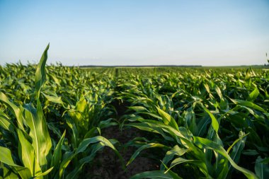 Yeşil mısır tarlası, büyüyen bitkiler açık mavi gökyüzünün altında uzanıyor, tarımsal büyüme, doğa ve kırsal yaz manzarasını betimliyor.