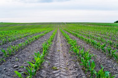 Sahayı bölen lastik izleriyle, tarımı, gıda üretimini ve kırsal alanda sürdürülebilir tarım uygulamalarını temsil eden genç mısır fabrikaları düzenli sırada büyüyor.