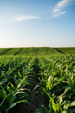 Genç mısır bitkileri uçsuz bucaksız yeşil bir alanda gelişiyor, parlak mavi gökyüzü altında düzenli sıraları uzanıyor, büyümeyi, tarımı ve gıda için sağlıklı ürünlerin önemini temsil ediyor.
