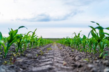 Genç mısır bitkileri bulutlu bir gökyüzünün altında yetişiyor, yeni ekinlerin ve tarım arazisinin verimli toprağının ortaya çıkışını gösteriyor, tarım ve gıda üretimini temsil ediyor.