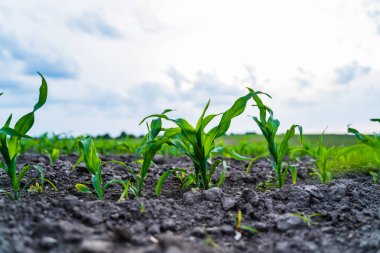 Genç mısır bitkileri, büyümeyi, sürdürülebilir tarımı ve uçsuz bucaksız gökyüzü altında gelecek hasat vaadini sembolize eden, zirai bir alandaki karanlık ve verimli topraklardan ortaya çıkıyor.