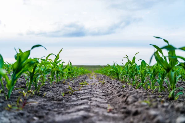 Genç mısır bitkileri bulutlu bir gökyüzünün altında yetişiyor, yeni ekinlerin ve tarım arazisinin verimli toprağının ortaya çıkışını gösteriyor, tarım ve gıda üretimini temsil ediyor.