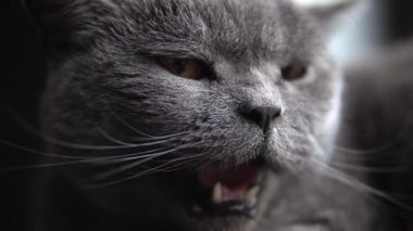 Uykulu bir İngiliz steyşın kedinin sevimli yakın çekimi. Gri kedi esniyor, dilini ve dişlerini samimi bir sahnede gösteriyor.