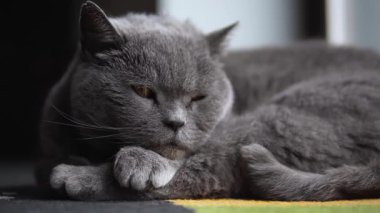 Şirin gri İngiliz Shorthair kedisi uykuya dalıyor. Tatlı uykucu safkan evcil hayvan yerde yatıyor, yavaşça gözlerini kapıyor.