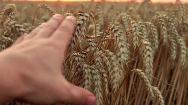 İnsanlar tohum ekilmiş bir tarlada olgunlaşmış buğdayın kulaklarına nazikçe dokunuyor. Altın gün batımı ışığı zengin bir hasat sahnesini aydınlatıyor