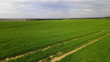 İnsansız hava aracı, genç tahıl tarlalarının üzerinde hızla ve alçaktan uçuyor. Lastik izleri ve bulutlu gökyüzü olan tarım arazisi