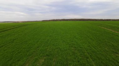 Geniş yeşil buğday tarlasında hızlı bir uçuşun havadan görüntüsü. Tarım arazisi kırsal kesimde erken büyümeyi gösteriyor