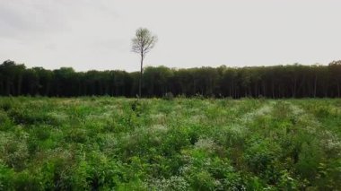 Hava manzarası geriye doğru uçuyor, engin, yemyeşil bir alanda tek başına duran ve arka planda sık bir orman bulunan yalnız bir ağacı ortaya çıkarıyor.