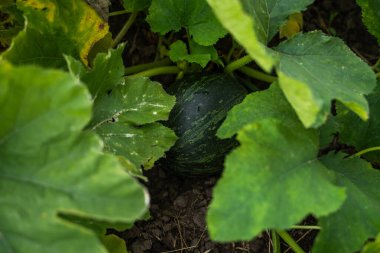 Genç, koyu yeşil balkabağı kabağı bitkisi verimli bahçe topraklarında gelişiyor. Çevresi sayısız sağlıklı yeşil yapraklarla çevrili. Organik tarımı ve taze sebze yetiştirmeyi ön plana çıkarıyor.