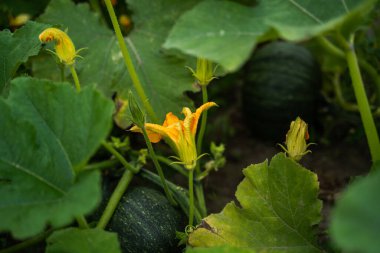 Doğal bir bahçe ortamında gelişen balkabağı sarmaşığı, parlak sarı çiçek, birkaç açılmamış tomurcuk, ve yeşil meyveler yeşil yaprakların arasından süzülüyor.