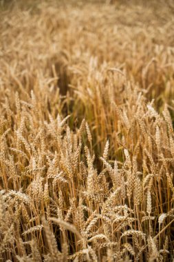Geniş bir tarlayı dolduran altın buğday bitkileri, olgunlaşmış tahılları hasat için sergiliyor, tarım, besin, refah temaları ve doğal büyüme döngüsünü temsil ediyor.
