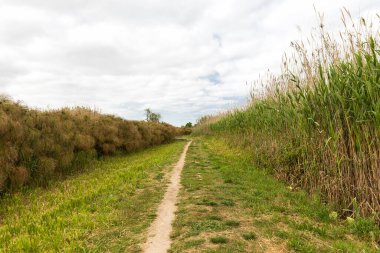 Ciane Nehri Doğal Rezervinin Yeşil Sahneleri (Riserva Naturale Fiume Ciane-Saline di Siracusa) Syracuse, Sicilya, İtalya.