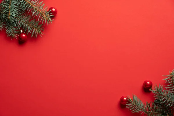 Noel ağacı dalları ve kırmızı arka planda kırmızı toplar. Noel tebrik kartı, çerçeve, afiş modeli. Düz konum, üst görünüm, kopyalama alanı.