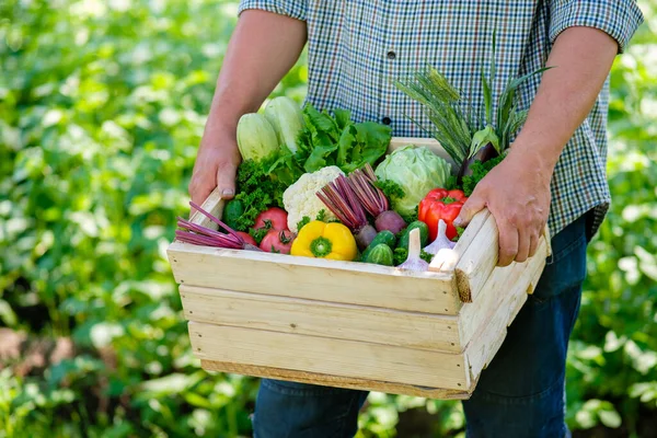 Agricultor Sosteniendo Caja Madera Llena Verduras Orgánicas Maduras Concepto Cosecha — Foto de Stock