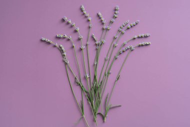 Mor arka planda lavanta çiçekleri. Düz yatış, üst görünüm.