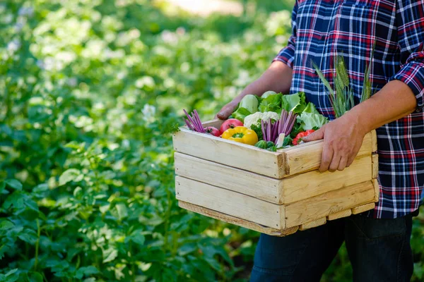 Agricultor Lleva Una Caja Madera Con Verduras Frescas Concepto Cosecha — Foto de Stock