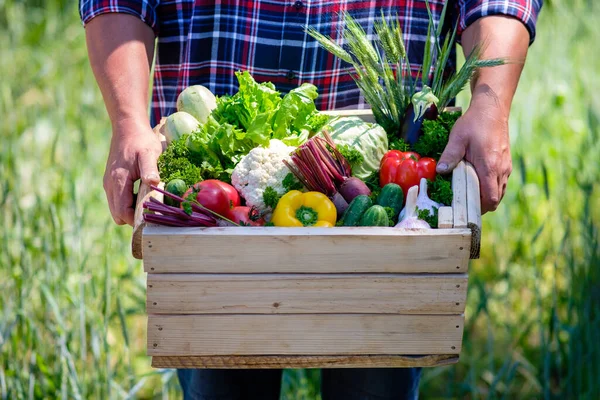 Trälåda Med Färska Gårdsgrönsaker Händerna Män Närbild Skördebegreppet — Stockfoto