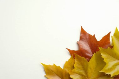 Şükran Günü tebrik kartı şablonunuz kutlu olsun. Beyaz arkaplanda akçaağaç yaprakları kopyalama alanı ile birlikte.